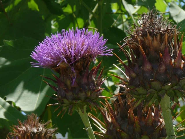 アーティチョーク カルドン カールドン Cardon Hayashi No Ko アーティチョーク カルドン カールドン Cardon Hayashi No Ko