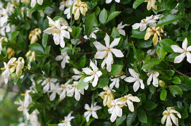 一重と八重のくちなしの花 めいすいの写真日記