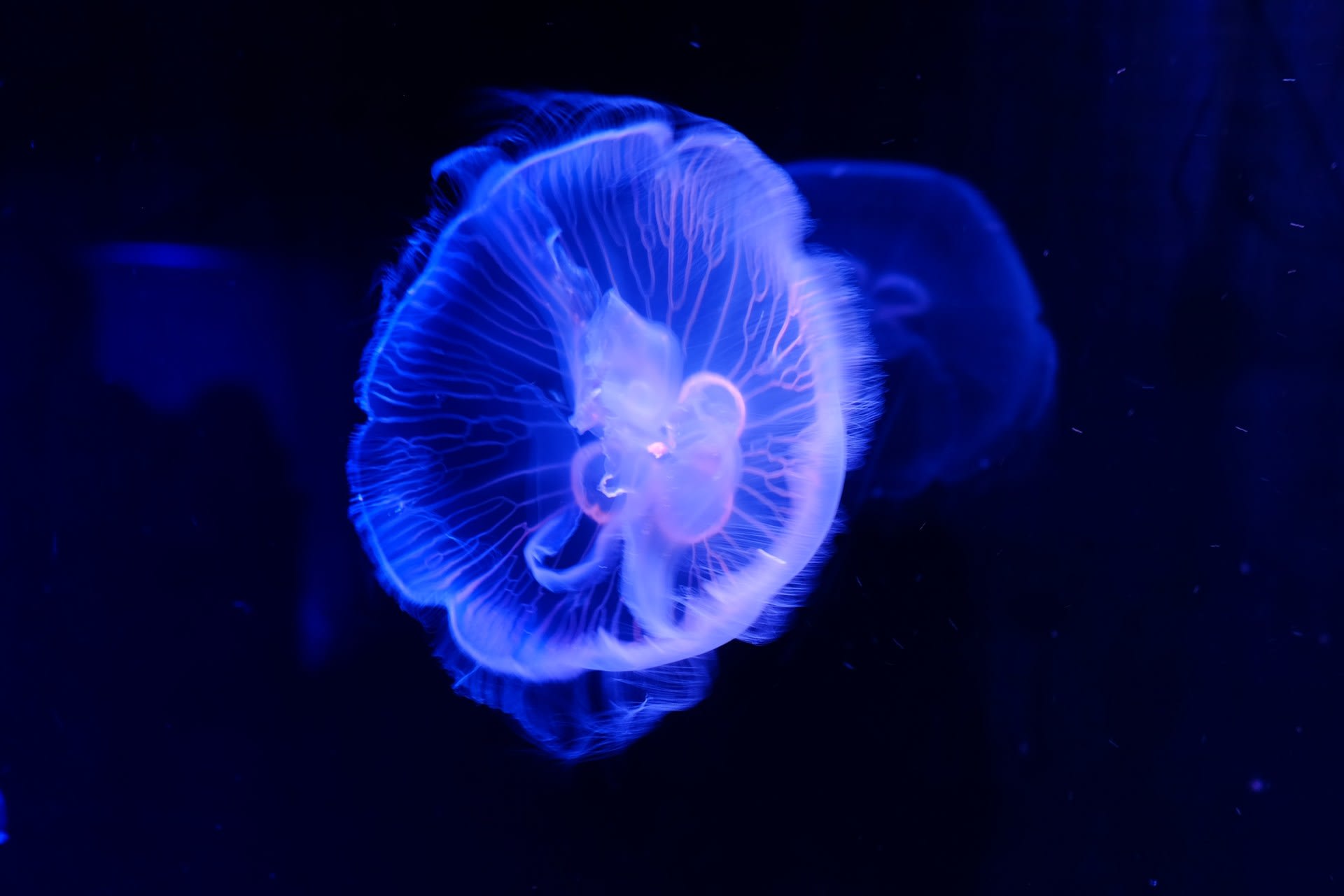 京都水族館にて クラゲに癒されました はりさんの旅日記