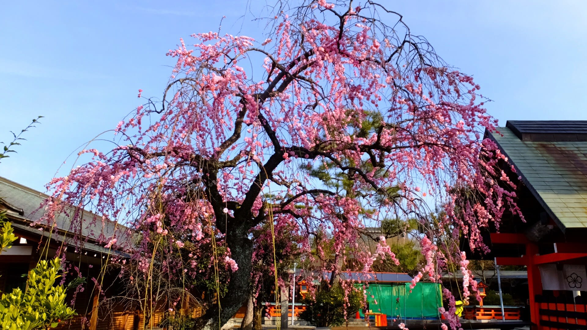 車折神社のしだれ梅 京都で定年後生活