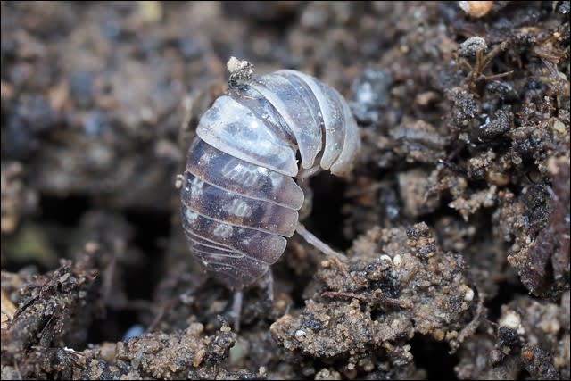 生物 のブログ記事一覧 2ページ目 自然となかよしおじさんの ごった煮記