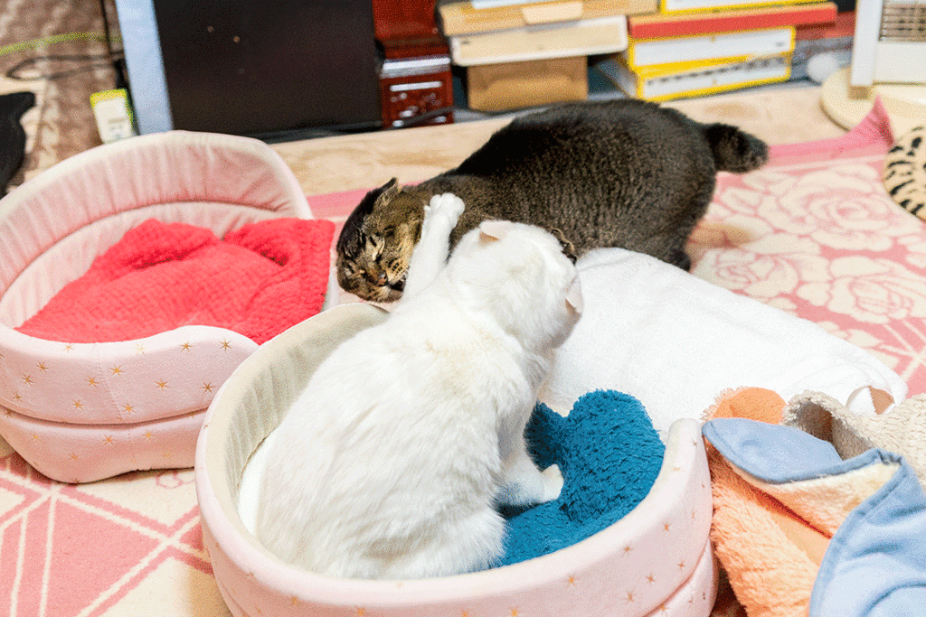 ムー リン のブログ記事一覧 ねこのひとりごと ムー リン のブログ記事一覧 ねこのひとりごと