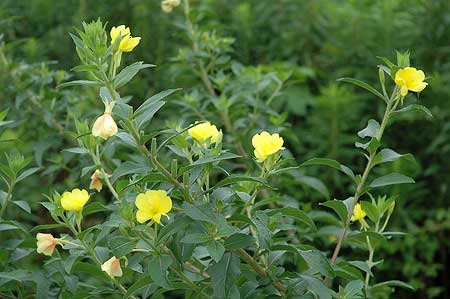 04メマツヨイグサの花姿