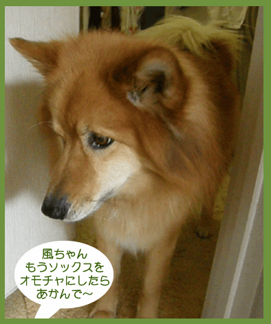 ダーティな 風のお顔を ご覧あれ 雑種犬 風 ふう のひとりごと ダーティな 風のお顔を ご覧あれ 雑種犬 風 ふう のひとりごと