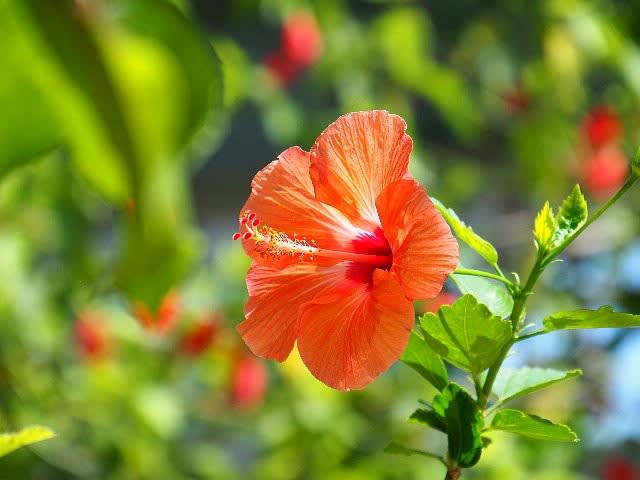 常夏気分 グリーンハウスの花 庭先の四季