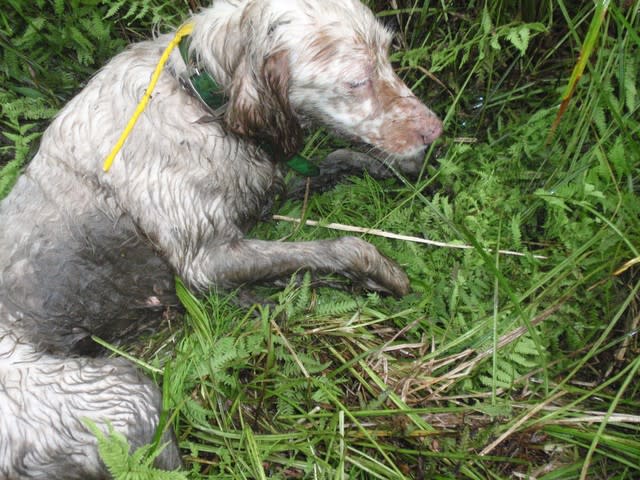 マムシの季節 鳥猟犬訓練専門犬舎 佐倉犬舎のブログです