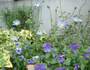 日陰のミニ花壇 Haruの庭の花日記 Haru S Garden Diary
