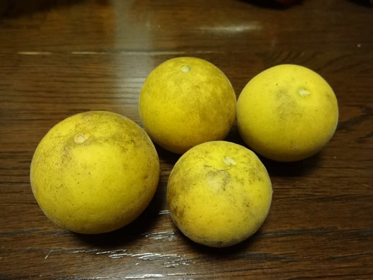 カラタチの種を蒔きました♪ - 家の庭で品種改良! カラタチの種を蒔きました♪ - 家の庭で品種改良!