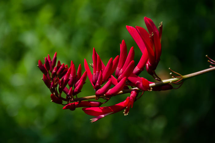 燃えるように赤い魔女の爪 ヒシバディゴ の花 日々雑感