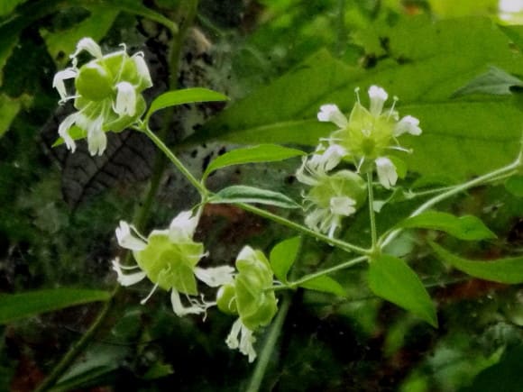花のハイキング 高尾 陣馬　古書　希少　激レア 花のハイキング 高尾・陣馬 | おちこち文庫
