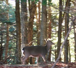 白岩山頂にいた鹿たち