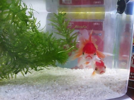 金魚の里親 練馬区議会議員小川けいこの ねりまなでしこ日記 金魚の里親 練馬区議会議員小川けいこの ねりまなでしこ日記