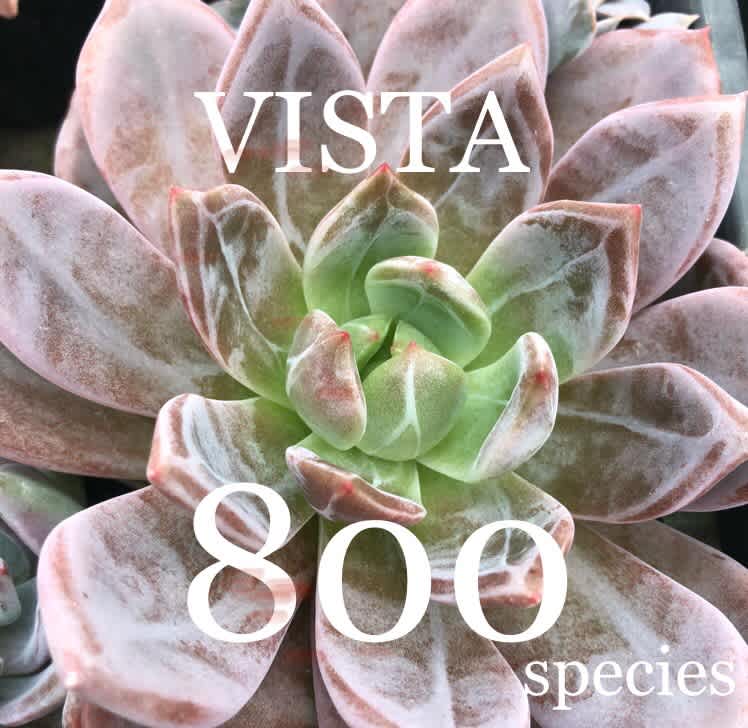 Vista 800品種 数千種を育成中 多肉植物専門店ビスタ公式ブログ 埼玉県深谷市発 Vista 800品種 数千種を育成中 多肉植物専門店ビスタ公式ブログ 埼玉県深谷市発
