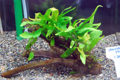 アピストいろいろ ペンギンビレッジぶろぐ 水中たより 大泉店 アピストいろいろ ペンギンビレッジぶろぐ 水中たより 大泉店