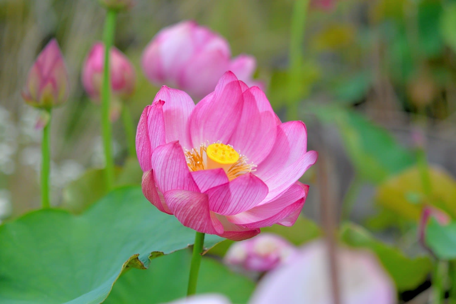 18年6月 梅雨期に 蓮 はす の花が 咲き始めました 延岡の山歩人ｋ