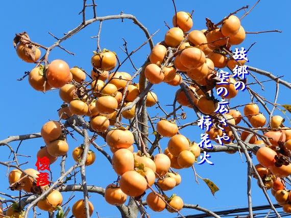 柿花火 鎌ちゃんの一日一考