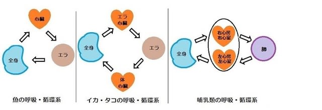 タコとイカ その3 もっと空気を