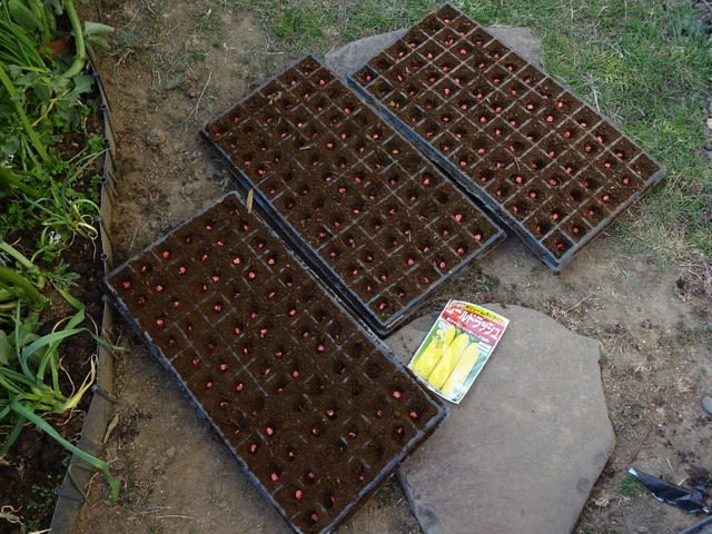 ７２穴のセルトレイ６枚にトウモロコシと枝豆をまきました ヒロシの日記