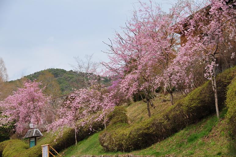 世羅甲山ふれあいの里 しだれ桜 綺麗な写真 日々出来事