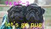 let's go pug