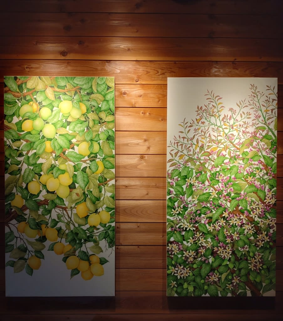 レモンの絵 花と実 - 野村陽子植物細密画工房