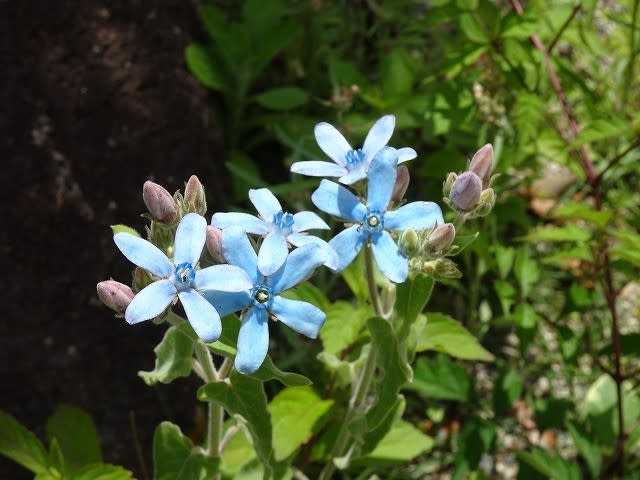 ビスカリア 花 の よもやま話