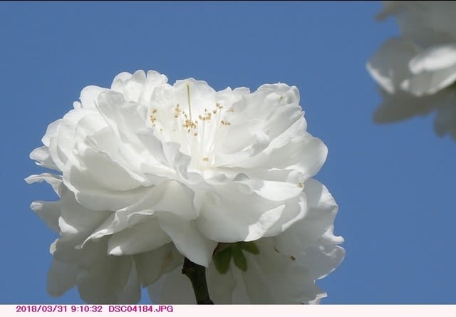 ハナモモ 花桃の白い花 散歩写真