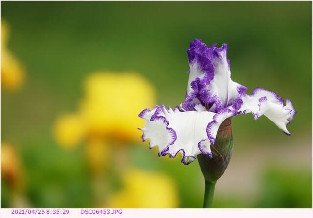 ジャーマンアイリス 白い花で縁取りは紫色 都内散歩 散歩と写真