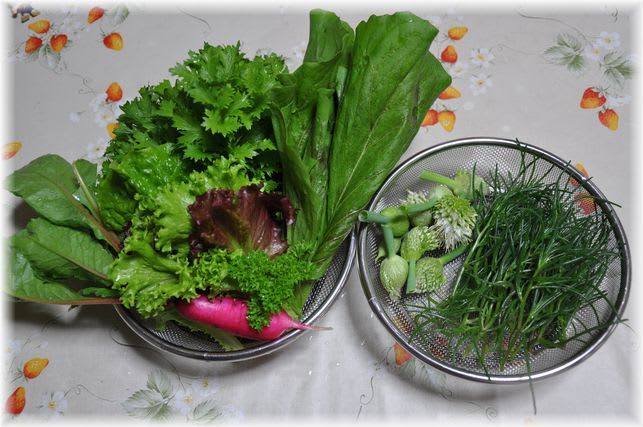 採れたて野菜 2009年5月11日