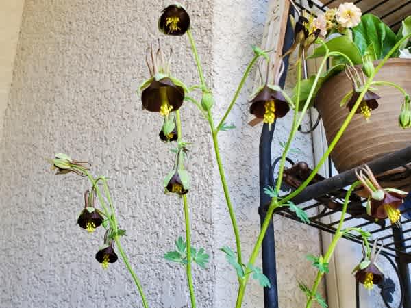 オダマキ チョコレートソルジャー 勿忘草 四季彩ガーデンにようこそ