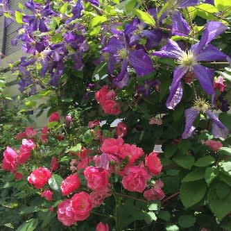 色とりどりのクレマチス 小さな庭の花日記