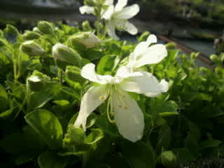 山野草　超希少白花　エゾツツジ 大株E 山野草 超希少白花 エゾツツジ 大株E 山野草 超希少白花
