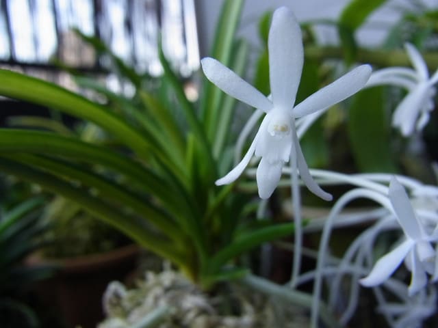 富貴蘭 「曙（東陽殿）」 (Vanda falcata 'Akebono' or 'Touyouden') - ベランダ蘭