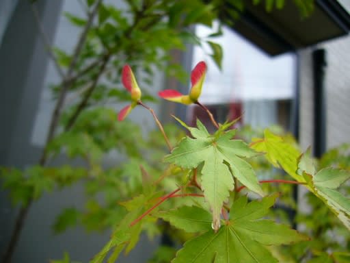 庭の鉢植えもみじ 私はギター弾き語りばあちゃん
