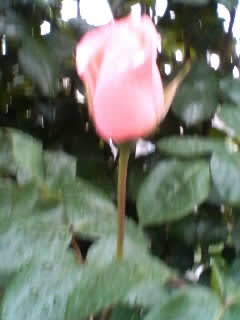 薔薇の花です