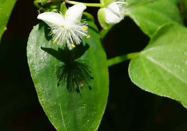 影絵 四季の花と風景写真