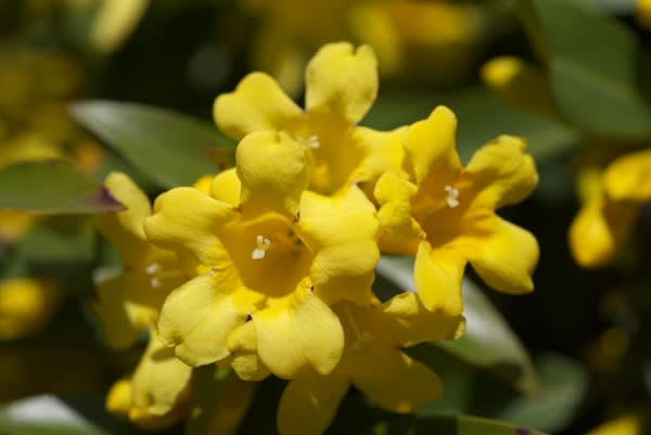 カロライナジャスミン ジャスミンの様な芳香の春の花は1月26日の誕生花 Aiグッチ のつぶやき