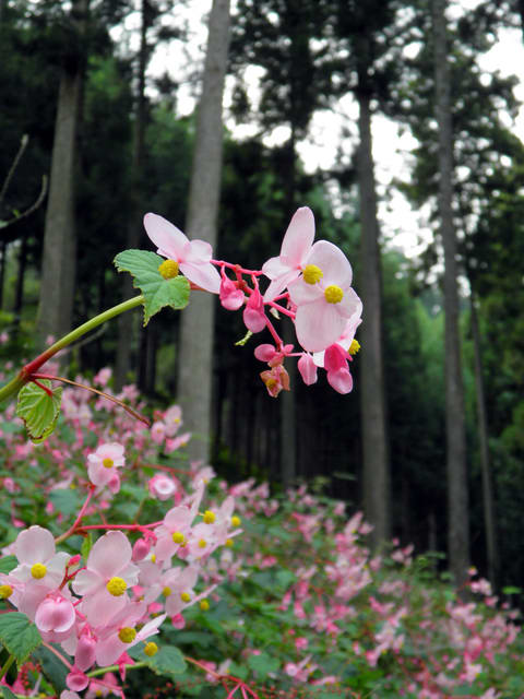 シュウカイドウ 埼玉県ときがわ町椚平 くぬぎだいら Kite Comの花を探して毎日ブラ散歩