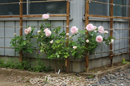 つるバラ用フェンスを作成 益子焼手づくり工房 室田窯ブログ