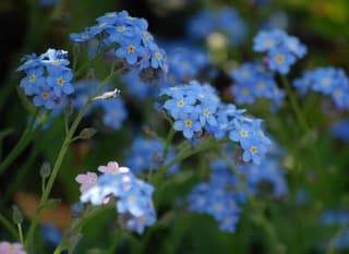 青の花 ブルーテージー ワスレナグサ 行く川の流れ