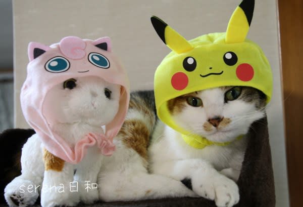 かわいい ねこのかぶりもの ポケットモンスター セレナ日和