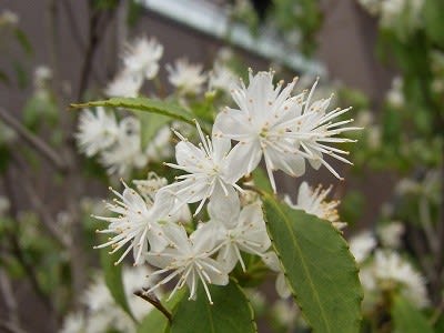 ハイノキ 灰木 の花 れんげの画像日記