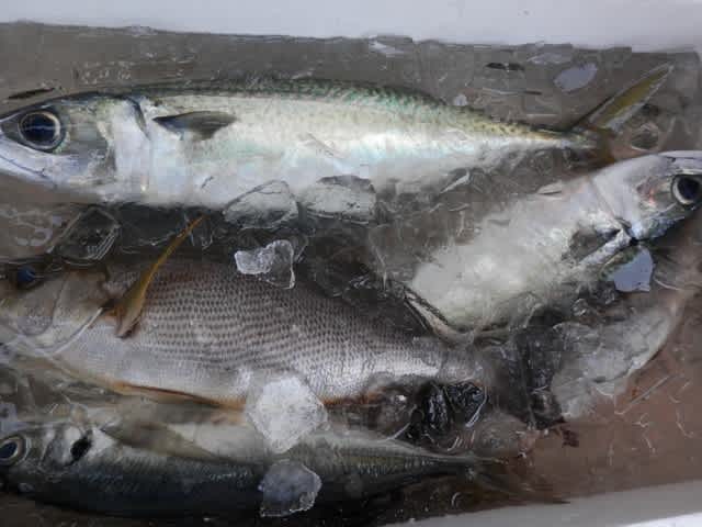 なんでやねん きんめ家日記 なんでやねん きんめ家日記