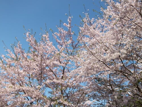 Sakura0000