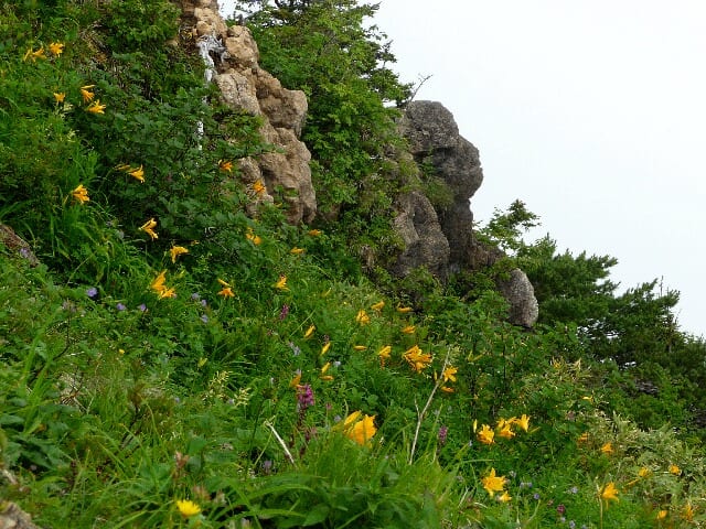 頂上近くの崖に咲くニッコウキスゲ