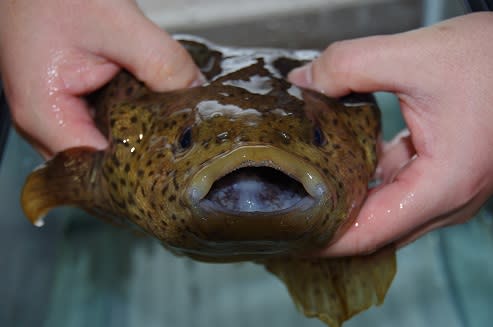 15年1月のブログ記事一覧 水産生物部 山形県立加茂水産高等学校