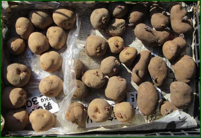2品種のジャガイモの種芋を 本日の午後から畑の畝へ植え付けて 花咲爺やの気まぐれ通信 2品種のジャガイモの種芋を 本日の午後から畑の畝へ植え付けて 花咲爺やの気まぐれ通信
