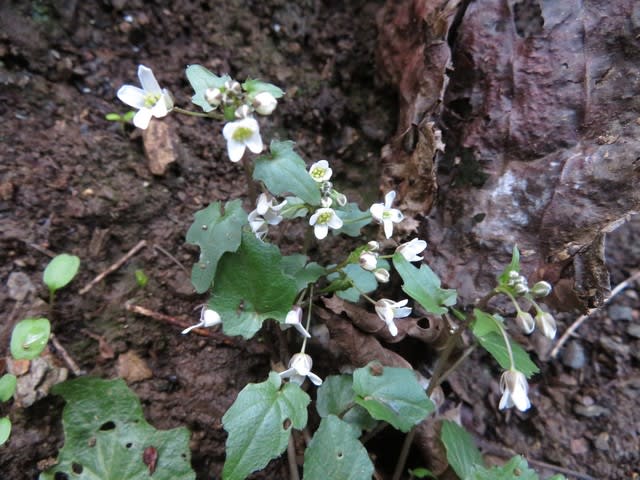 高尾山の谷沿いの道に小さな白い花をたくさん開いていた ユリワサビ 高尾の花13 野の花 庭の花