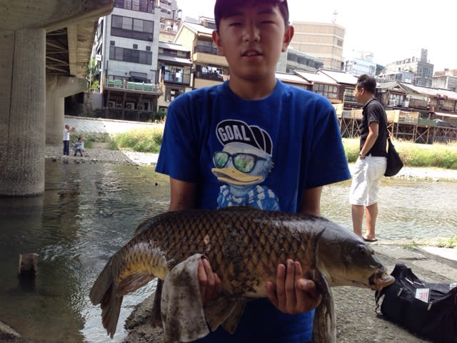鴨川 鯉釣り おこしやす 鴨川 鯉釣り おこしやす