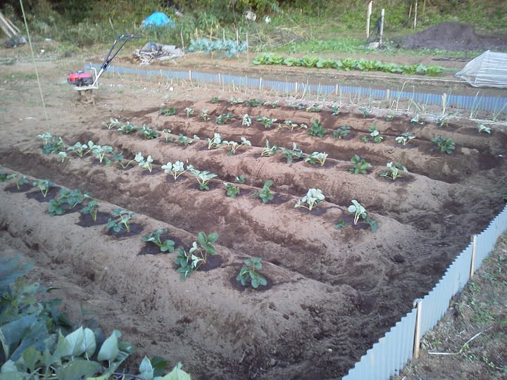 １０月２５日 イチゴ定植完了 ビギナーの家庭菜園